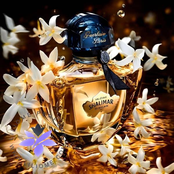 معرفی عطر گرلن میلسیم جاسمین، در سال 2024 به بازار عرضه شده و با رایحه‌ای استثنایی و خاص برای بانوان طراحی شده است. این عطر، که تحت برند LVMH بازاریابی می‌شود، در دسته عطرهای گلی-شرقی قرار دارد و انتخابی لوکس و منحصر به فرد برای عاشقان عطرهای شیک و مدرن به شمار می‌آید. عطر ادکلن گرلن میلسیم جاسمین مشخصات گرلن میلسیم جاسمین عطر گرلن میلسیم جاسمین - Guerlain Shalimar Millésime Jasmin نمادی از یک داستان عاشقانه افسانه‌ای است که رایحه جاودانه و افسون‌گر آن در قالبی جدید و جذاب بازآفرینی شده است. این عطر که به افتخار یاسمین، قلب جواهر خلق شده توسط ژاک گرلن (Jacques Guerlain) ساخته شده، تجلی تازه‌ای از شکوه و ظرافت رایحه معروف شالیمار را به نمایش می‌گذارد. از همان لحظه‌ی نخست، با ترکیب طراوت خنک و خوش‌رایحه‌ی ترنج که با لطافت‌های گیاهی ترکیب شده، حس شادابی و نشاط را به شما هدیه می‌دهد. اما جذابیت واقعی این عطر در قلب آن نهفته است، جایی که یاسمین‌های سامباک هندی و یاسمین‌های بزرگ گل از گرس (Grasse)، هند و ایتالیا با هم پیوندی اغواگرانه برقرار می‌کنند. این ترکیب منحصر به فرد از یاسمین‌ها حسی از فریبندگی و جذابیت بی‌نظیر را به رایحه می‌بخشد، که غیر قابل مقاومت است. این ترکیب گلی و اغواگر، که همزمان لطافت و دلنشینی را به همراه دارد، با نت پایانی وانیل به شکلی هنرمندانه تکمیل می‌شود. وانیل، که امضای رایحه‌های افسانه‌ای شالیمار است، به این عطر حس گرما و شیرینی دلپذیری می‌بخشد که تا مدت‌ها باقی می‌ماند. شالیمار Millésime Jasmin با هماهنگی بین لطافت و افسون‌گری، رایحه‌ای جاودان و بی‌نظیر خلق می‌کند که نمادی از عشق و اغوا است و شما را به سفری در دل یک داستان عاشقانه می‌برد. بررسی رایحه‌های گرلن میلسیم جاسمین عطر گرلن میلسیم جاسمین در آغاز با رایحه تازه و درخشان ترنج، شما را به دنیایی از طراوت و انرژی دعوت می‌کند. رایحه ترنج، با خصلت‌های مرکباتی خود، نه تنها حسی از شادابی و نشاط را به ارمغان می‌آورد، بلکه به عنوان یکی از جذاب‌ترین نت‌های اولیه در عطرسازی شناخته می‌شود. این نت به سرعت توجه شما را جلب کرده و با هر بار استشمام، احساسی زنده و تازه را در ذهن تداعی می‌کند. ترنج با لطافت خود، تعادلی عالی میان شادابی و ظرافت ایجاد می‌کند و بهترین پیش‌درآمد برای رایحه‌های بعدی این عطر است. قلب رایحه گرلن میلسیم جاسمین با ترکیبی غنی و فریبنده از یاسمین سامباک هندی و یاسمین‌های بزرگ گل از مناطق گرس (Grasse) و ایتالیا برجسته می‌شود. این ترکیب استثنایی از یاسمین‌ها، عطر را با لطافت و جلوه‌ای گلی فرا می‌گیرد. یاسمین سامباک، با رایحه‌ای گرم و قوی، عطر را غنی‌تر می‌سازد و حس لوکس و فریبنده‌ای به آن می‌بخشد. در کنار آن، یاسمین‌های گرس و ایتالیا رایحه‌ای ظریف و ملایم‌تر ارائه می‌دهند، که با لطافت خود فضای عطر را پر از حس آرامش و شکوه می‌کنند. این نت‌ها یادآور نسیمی از باغ‌های پرگل و زیبا در یک صبح بهاری هستند و به عطر حالتی گلی، لطیف و بسیار زنانه می‌بخشند که در طول روز شما را همراهی می‌کند. وانیل به عنوان نت پایانی این عطر وارد عمل می‌شود و رایحه‌ای ماندگار و دلپذیر را به شما هدیه می‌دهد. وانیل، با شیرینی گرم و جذاب خود، حسی آرام‌بخش و راحت به عطر اضافه می‌کند که در هر لحظه از روز لذت‌بخش است. این نت پایانی، رایحه‌های دیگر را به‌طور هنرمندانه‌ای متعادل کرده و به عطر ماندگاری بیشتر می‌بخشد. وانیل نه تنها حسی از آرامش و گرما به شما القا می‌کند، بلکه لطافتی خاص به رایحه می‌بخشد که باعث می‌شود این عطر به آرامی بر روی پوست باقی بماند و تا ساعت‌ها شما را با رایحه‌ای دلنشین همراهی کند. رایحه گرلن میلسیم جاسمین رایحه اولیه: ترنج رایحه میانی: یاسمین سامباک هندی، یاسمن سبزه، یاسمن هندی، یاسمین ایتالیایی رایحه پایه: وانیل این اثر شگفت‌انگیز توسط عطرساز برجسته، دلفین جلک (Delphine Jelk)، طراحی شده است. جلک با استفاده از ترکیبات باکیفیت و اصالت بالا، عطری خلق کرده که هر زن را به تجربه‌ای منحصر به فرد از رایحه‌های بی‌نظیر دعوت می‌کند. طبع ادکلن گرلن میلسیم جاسمین - Shalimar Millésime Jasmin گرم و شیرین است. این عطر به دلیل حضور وانیل در نت‌های پایانی و ترکیبات گلی-شرقی مانند یاسمین، حسی گرم، دلپذیر و آرامش‌بخش ایجاد می‌کند. طبع گرم آن، این عطر را مناسب فصل‌های سرد مانند پاییز و زمستان می‌سازد و رایحه شیرین آن احساس لوکس و اغواگرانه‌ای به همراه دارد. گروه بویایی عطر گرلن میلسیم جاسمین در دسته‌ی گلی-شرقی (Floral-Oriental) قرار می‌گیرد. این گروه بویایی با ترکیبی از نت‌های گلی لطیف مانند یاسمین و عناصر گرم و شرقی مانند وانیل، رایحه‌ای اغواگر، لوکس و ماندگار ایجاد می‌کند. این ترکیب گلی-شرقی حس لطافت و ظرافت گل‌ها را با گرما و شیرینی نت‌های شرقی به خوبی در هم آمیخته و رایحه‌ای خاص و منحصر به فرد خلق می‌کند. این ترکیب جذاب و متعادل، شالیمار را به گزینه‌ای ایده‌آل برای مناسبت‌های خاص و شب‌ها تبدیل کرده است. این عطر جدید، با توجه به ساختار پیچیده و رایحه‌های لوکس خود، انتخابی عالی برای کسانی است که به دنبال تجربه‌ای نوین از ظرافت و جذابیت هستند. خرید عطر اصل از فروشگاه عطر لیلیوم لینک‌های مرتبط عطر گرلن میلسیم جاسمین ادکلن رایحه گرلن میلسیم جاسمین عطر Guerlain Shalimar Millésime Jasmin